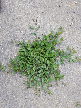 Bindweed Convolvulus arvensis is an important medicinal and medicinal plant and has white and pink...