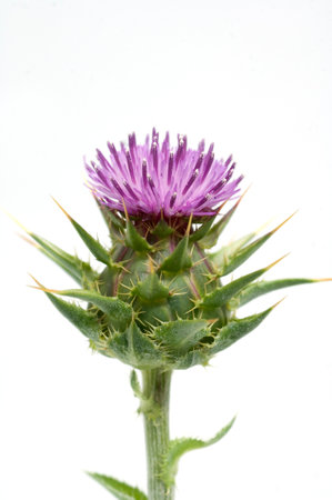 Milk thistle, silybum; marianum, is an important medicinal plant with purple flowers and is used in medicine.の写真素材