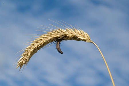 Feverfew, Tanacetum parthenium, is an important medicinal plant with white flowers. It is a beautiful perennial plant and is often planted in the garden.の写真素材