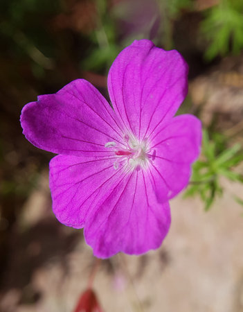 Blood geranium, Cranesbill, Geranium is a very decorative balcony and goblet plant.