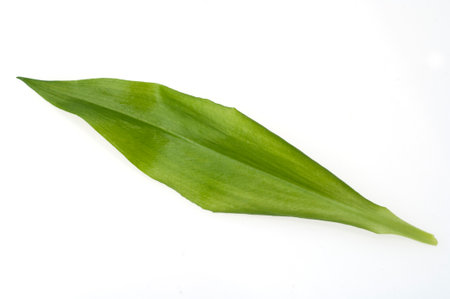 Baerlauch is an important medicinal plant and a fragrant plant like garlic with white flowers.の写真素材