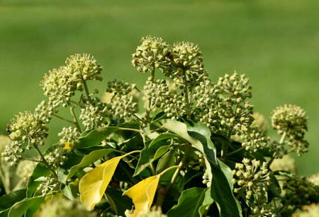 Ivy, Hedera helix, is a poisonous climber whose leaves are also used in medicine.の写真素材