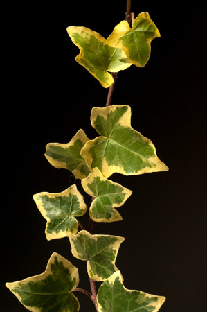 Ivy, Hedera helix, is a poisonous climber whose leaves are also used in medicine.の写真素材