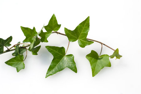 Ivy, Hedera helix, is a poisonous climber whose leaves are also used in medicine.の写真素材