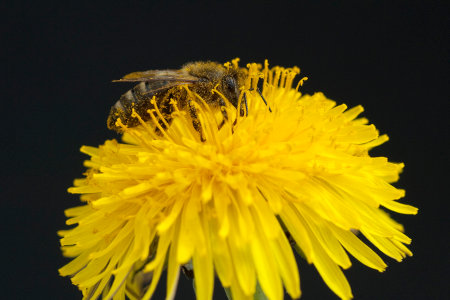 Taraxacum officinale as a wall flower, is a pioneer plant and survival artist that can also thrive on gravel roads.の写真素材