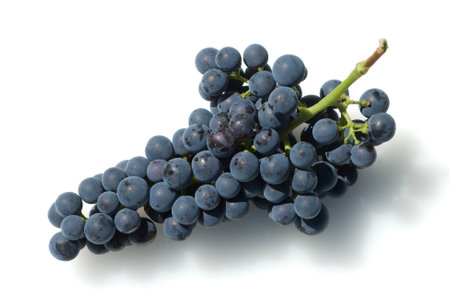 Merlot Noir is one of the red wine varieties.の写真素材