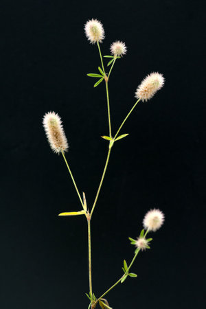 Hare clover, trifolium, arvense, is an important medicinal and medicinal plant and has white...