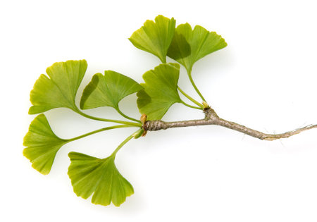 Ginkgo biloba or Ginko is a tree species that is native to China and is now planted worldwide and is...