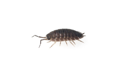 Wood lice, Porcellio Scaber, belong to the crustaceans. It's been around for millions of years.