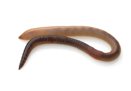 Thawworms, Lumbricus terrestris, are very useful animals that ensure good ventilation of the soil.の写真素材