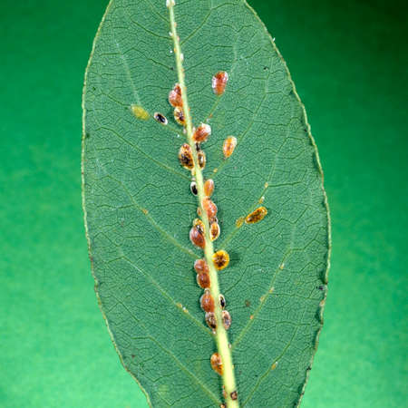 shield lice are pests and suck on almost to plants. They belong to the insects.