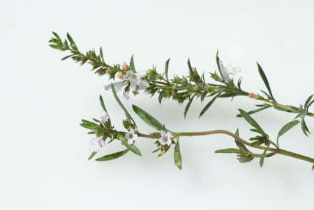Summer savory, Satureja hortensis, is a spice herb and a medicinal and aromatic plant with white flowers. She is one year old.の写真素材