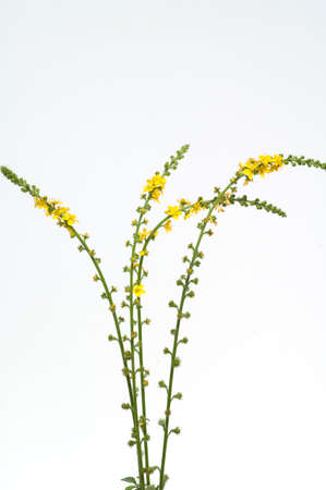 Agrimonia, Eupatoria, is an important medicinal plant with yellow flowers. It is a beautiful perennial plant and is also used in medicine.の写真素材
