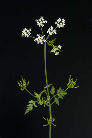Chervil, Anthriscus cerefolium, is an important medicinal and medicinal plant. The herb is also used...