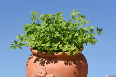 Chervil, Anthriscus cerefolium, is an important medicinal and medicinal plant. The herb is also used in the Frankfurt green sauce.の写真素材