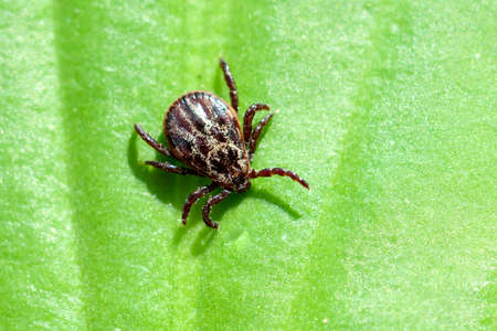 Tick, Ixodes ricinus, is a blood-sucking parasite.