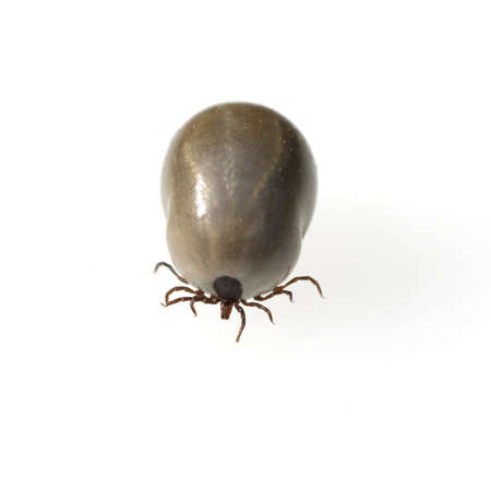 Tick, Ixodes ricinus, is a blood-sucking parasite.の写真素材