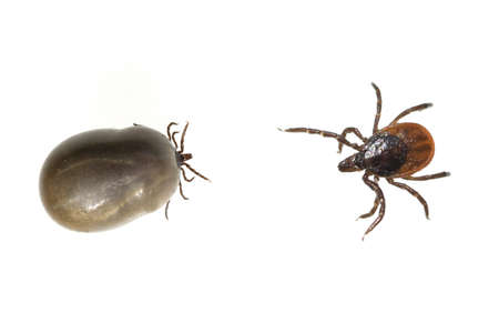 Tick, Ixodes ricinus, is a blood-sucking parasite.