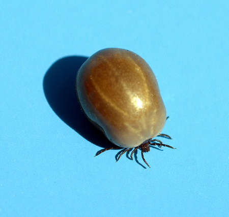 Tick, Ixodes ricinus, is a blood-sucking parasite.