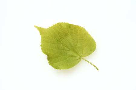 Tilia tree, Tilia platyphyllos, is an important medicinal plant and is used in medicine.の写真素材