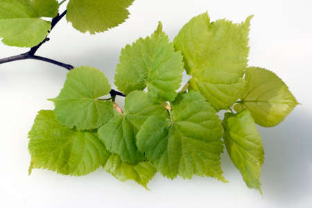 Tilia tree, Tilia platyphyllos, is an important medicinal plant and is used in medicine.