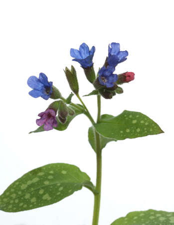Lung herb is an important medicinal and medicinal plant with blue flowers.の写真素材