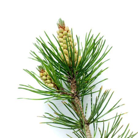 Mountain pine or mountain pine; Pinus mugo is an important medicinal plant that is also used in...