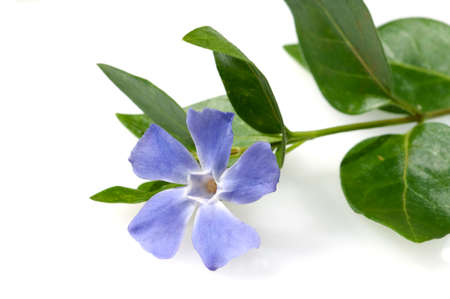 Little evergreen, Vinca; minor, is an important medicinal plant that is also used in medicinal medicine and as a ground cover.の写真素材