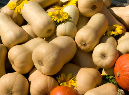 Butternut, is an Edible Pumpkin and a beautiful attractive garden fruit.の写真素材