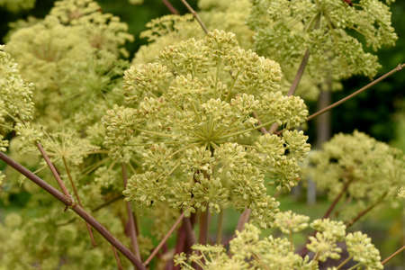 Angelica, Angelica, Archangelica, belongs to the wild plant with green flowers. It is an important...
