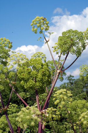Angelica, Angelica, Archangelica, belongs to the wild plant with green flowers. It is an important...