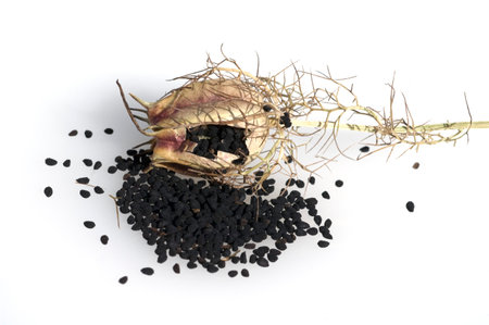 Blackcurrant, Nigella sativa, is an important medicinal plant and a scented plant with blue or white flowers. It is one year old and is also used in the kitchen as a seasoning.の写真素材