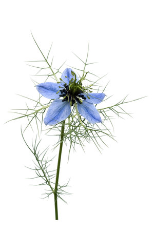 Blackcurrant, Nigella sativa, is an important medicinal plant and a scented plant with blue or white flowers. It is one year old and is also used in the kitchen as a seasoning.の写真素材