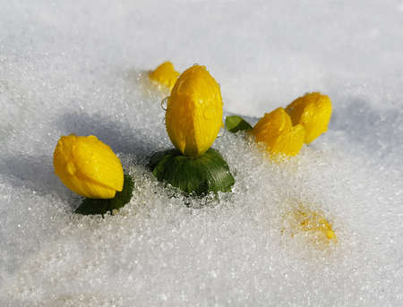 Eranthis hyemalis, is a flower that blooms in winter and has yellow flowers.の写真素材