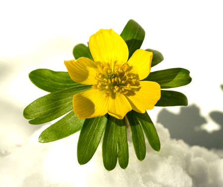 Eranthis hyemalis, is a flower that blooms in winter and has yellow flowers.の写真素材