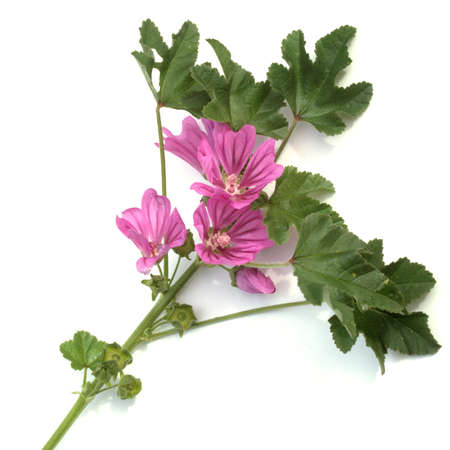 Wild mallow, Malva sylvestris, is an important medicinal plant that is also used in medicinal medicine.の素材 [FY310163119069]