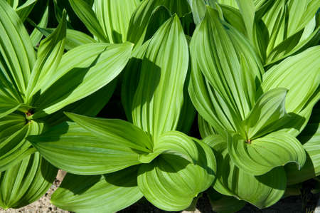 Veratrum Album is a poisonous mountain plant and also an important medicinal plant that is also used in medicine.の写真素材
