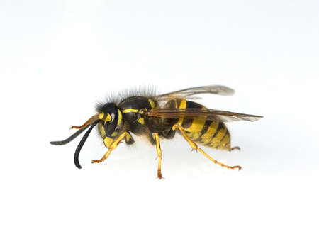 Wasp, Vespula germanica, is a useful and protected insect.の写真素材