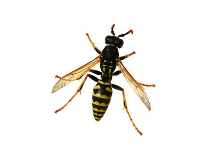 Wasp, Vespula germanica, is a useful and protected insect.の写真素材