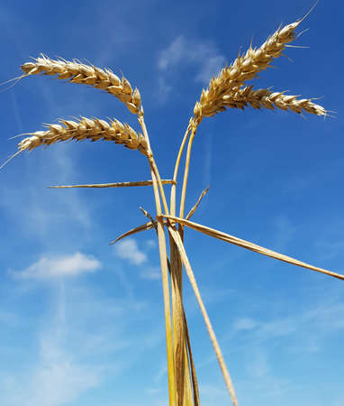 wheat ears, Triticum aestivum is one of the most widely grown cereals.