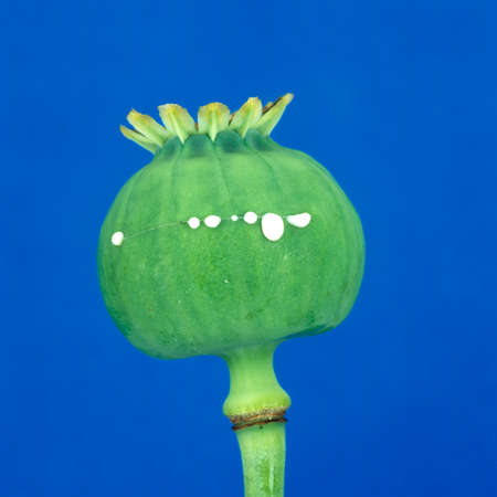 Opium poppy, Papaver somniferum, is a poisonous and medicinal plant. It is also a beautiful garden flower with flowers. The seed can be eaten.の写真素材