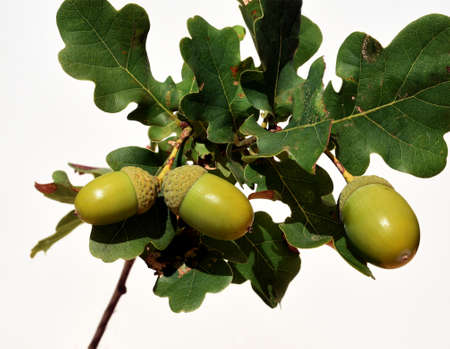 Pedunculate oak, Quercus robur, is a deciduous tree, which is often found in our forests. It is a...