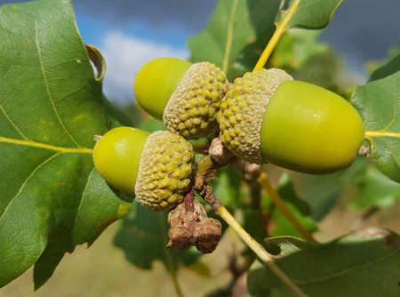 Scarlet oak, Quercus petraea, is a deciduous tree from the oak genus.の写真素材