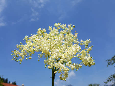 The black elder, Sambucus nigra, is a bushy medicinal plant with white flowers and black berries.