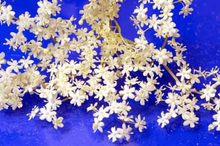 The black elder, Sambucus nigra, is a bushy medicinal plant with white flowers and black berries.
