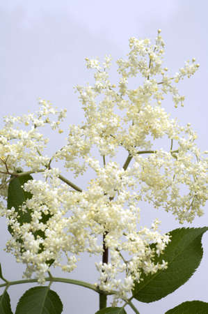 The black elder, Sambucus nigra, is a bushy medicinal plant with white flowers and black berries.