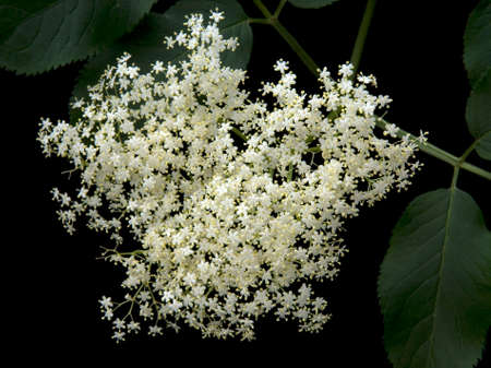 The black elder, Sambucus nigra, is a bushy medicinal plant with white flowers and black berries.の写真素材