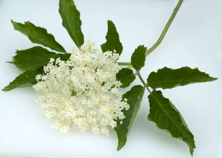 The black elder, Sambucus nigra, is a bushy medicinal plant with white flowers and black berries.の写真素材