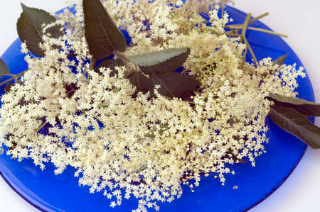 The black elder, Sambucus nigra, is a bushy medicinal plant with white flowers and black berries.