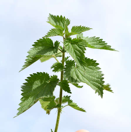 The big nettle, Urtica dioica, belongs to the wild herbs and wild vegetables. It is a wild plant with green flowers. It is an important medicinal plant and is also used in medicine.の写真素材